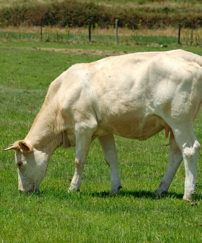 Alquiler de terrenos